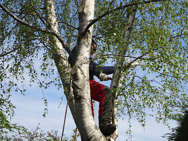 Best Hazardous Tree Removal  in Spiro, OK