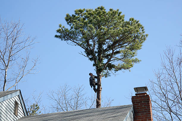 Best Leaf Removal  in Spiro, OK