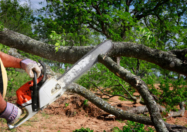 Best Lot and Land Clearing  in Spiro, OK